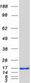 4E-BP2 / EIF4EBP2 Protein - Purified recombinant protein EIF4EBP2 was analyzed by SDS-PAGE gel and Coomassie Blue Staining