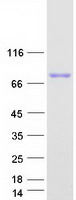 A1BG Protein - Purified recombinant protein A1BG was analyzed by SDS-PAGE gel and Coomassie Blue Staining