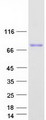 A1BG Protein - Purified recombinant protein A1BG was analyzed by SDS-PAGE gel and Coomassie Blue Staining