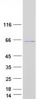 A1CF / ACF Protein - Purified recombinant protein A1CF was analyzed by SDS-PAGE gel and Coomassie Blue Staining