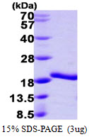 A2LD1 Protein