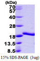 A2LD1 Protein