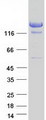A2ML1 Protein - Purified recombinant protein A2ML1 was analyzed by SDS-PAGE gel and Coomassie Blue Staining