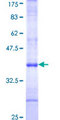 A4GALT Protein - 12.5% SDS-PAGE Stained with Coomassie Blue.
