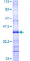 AAAS / Adracalin Protein - 12.5% SDS-PAGE Stained with Coomassie Blue.
