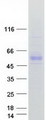 AADAC Protein - Purified recombinant protein AADAC was analyzed by SDS-PAGE gel and Coomassie Blue Staining
