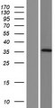 AADACL3 Protein - Western validation with an anti-DDK antibody * L: Control HEK293 lysate R: Over-expression lysate