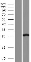 AAED1 / C9orf21 Protein - Western validation with an anti-DDK antibody * L: Control HEK293 lysate R: Over-expression lysate