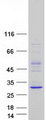 AAED1 / C9orf21 Protein - Purified recombinant protein AAED1 was analyzed by SDS-PAGE gel and Coomassie Blue Staining