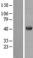 AAMP Protein - Western validation with an anti-DDK antibody * L: Control HEK293 lysate R: Over-expression lysate