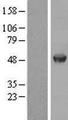 AAMP Protein - Western validation with an anti-DDK antibody * L: Control HEK293 lysate R: Over-expression lysate