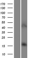AARD Protein - Western validation with an anti-DDK antibody * L: Control HEK293 lysate R: Over-expression lysate
