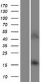 AARD Protein - Western validation with an anti-DDK antibody * L: Control HEK293 lysate R: Over-expression lysate