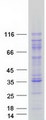AARS Protein - Purified recombinant protein AARS was analyzed by SDS-PAGE gel and Coomassie Blue Staining