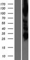 AARS2 Protein - Western validation with an anti-DDK antibody * L: Control HEK293 lysate R: Over-expression lysate