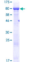 AARSD1 Protein - 12.5% SDS-PAGE of human AARSD1 stained with Coomassie Blue
