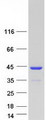 AASDHPPT / LYS5 Protein - Purified recombinant protein AASDHPPT was analyzed by SDS-PAGE gel and Coomassie Blue Staining