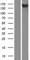 AATK / AATYK Protein - Western validation with an anti-DDK antibody * L: Control HEK293 lysate R: Over-expression lysate