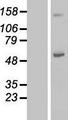 ABAT Protein - Western validation with an anti-DDK antibody * L: Control HEK293 lysate R: Over-expression lysate