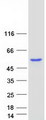 ABAT Protein - Purified recombinant protein ABAT was analyzed by SDS-PAGE gel and Coomassie Blue Staining
