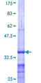 ABCA10 Protein - 12.5% SDS-PAGE Stained with Coomassie Blue.