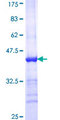 ABCB6 Protein - 12.5% SDS-PAGE Stained with Coomassie Blue.