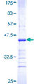 ABCB9 Protein - 12.5% SDS-PAGE Stained with Coomassie Blue.