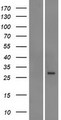 ABCC5 / MRP5 Protein - Western validation with an anti-DDK antibody * L: Control HEK293 lysate R: Over-expression lysate