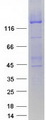 ABCC8 / SUR1 Protein - Purified recombinant protein ABCC8 was analyzed by SDS-PAGE gel and Coomassie Blue Staining