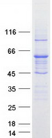 ABCD4 Protein - Purified recombinant protein ABCD4 was analyzed by SDS-PAGE gel and Coomassie Blue Staining