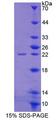 ABCE1 Protein - Recombinant ATP Binding Cassette Transporter E1 (ABCE1) by SDS-PAGE