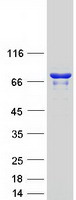 ABCF3 Protein - Purified recombinant protein ABCF3 was analyzed by SDS-PAGE gel and Coomassie Blue Staining