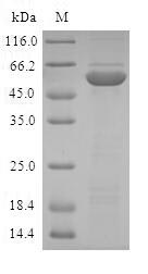 ABH2 / ALKBH2 Protein - (Tris-Glycine gel) Discontinuous SDS-PAGE (reduced) with 5% enrichment gel and 15% separation gel.