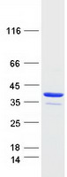 ABH2 / ALKBH2 Protein - Purified recombinant protein ALKBH2 was analyzed by SDS-PAGE gel and Coomassie Blue Staining