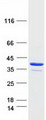 ABH2 / ALKBH2 Protein - Purified recombinant protein ALKBH2 was analyzed by SDS-PAGE gel and Coomassie Blue Staining