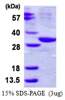 ABHD10 Protein