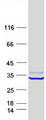 ABHD11 Protein - Purified recombinant protein ABHD11 was analyzed by SDS-PAGE gel and Coomassie Blue Staining