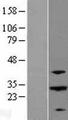 ABHD12B Protein - Western validation with an anti-DDK antibody * L: Control HEK293 lysate R: Over-expression lysate
