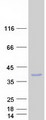 ABHD17AP1 Protein - Purified recombinant protein FAM108A3 was analyzed by SDS-PAGE gel and Coomassie Blue Staining