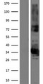 ABHD17B / FAM108B1 Protein - Western validation with an anti-DDK antibody * L: Control HEK293 lysate R: Over-expression lysate