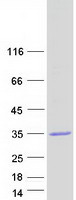 ABHD17B / FAM108B1 Protein - Purified recombinant protein ABHD17B was analyzed by SDS-PAGE gel and Coomassie Blue Staining