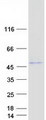 ABHD3 Protein - Purified recombinant protein ABHD3 was analyzed by SDS-PAGE gel and Coomassie Blue Staining