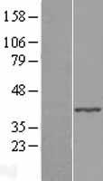 ABHD4 Protein - Western validation with an anti-DDK antibody * L: Control HEK293 lysate R: Over-expression lysate