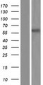 ABI1 / SSH3BP1 Protein - Western validation with an anti-DDK antibody * L: Control HEK293 lysate R: Over-expression lysate