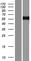 ABI1 / SSH3BP1 Protein - Western validation with an anti-DDK antibody * L: Control HEK293 lysate R: Over-expression lysate