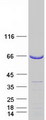 ABI1 / SSH3BP1 Protein - Purified recombinant protein ABI1 was analyzed by SDS-PAGE gel and Coomassie Blue Staining