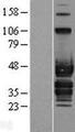 ABI3 Protein - Western validation with an anti-DDK antibody * L: Control HEK293 lysate R: Over-expression lysate