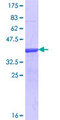 ABI3 Protein - 12.5% SDS-PAGE Stained with Coomassie Blue.