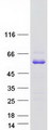 ABI3 Protein - Purified recombinant protein ABI3 was analyzed by SDS-PAGE gel and Coomassie Blue Staining
