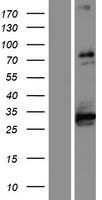 ABLIM1 Protein - Western validation with an anti-DDK antibody * L: Control HEK293 lysate R: Over-expression lysate